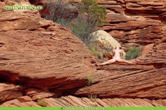 Nature nude photos - N